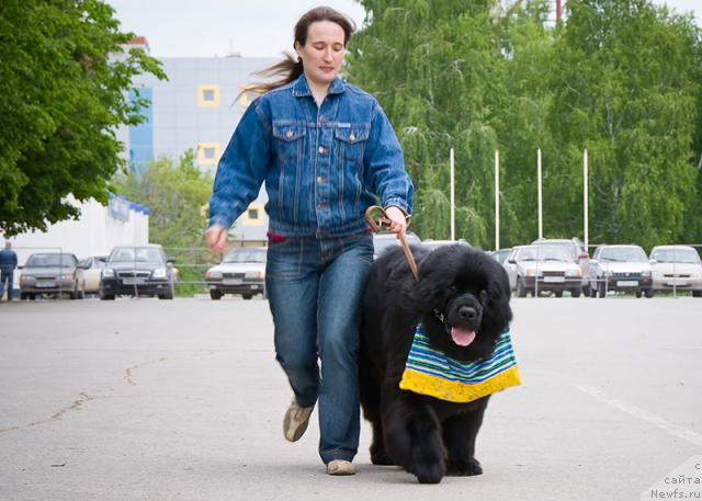 Фото: Надежда Момот, ньюфаундленд Юган с Тоянова Городка (Ygan s Toyanova Gorodka)