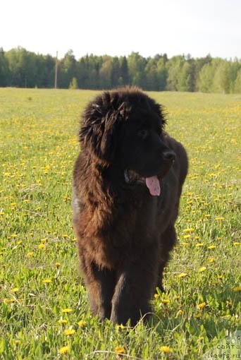 Фото: ньюфаундленд Сент Джонс Орфей