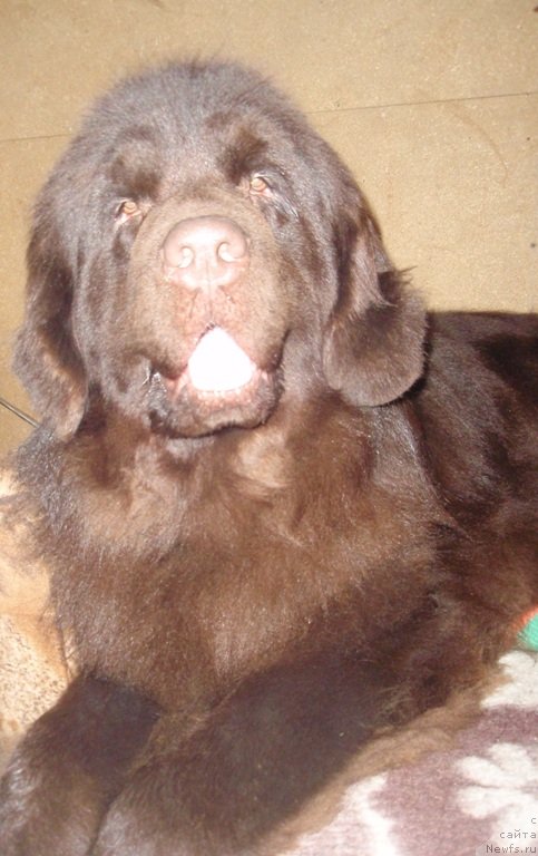 Фото: ньюфаундленд Ньюфорт Перис Хилтон