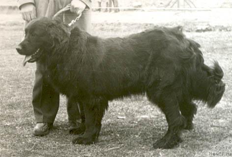 Фото: ньюфаундленд Женни Жакольд