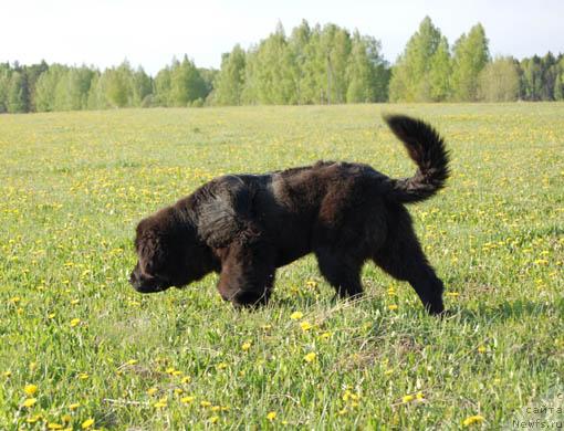 Фото: ньюфаундленд Сент Джонс Орфей