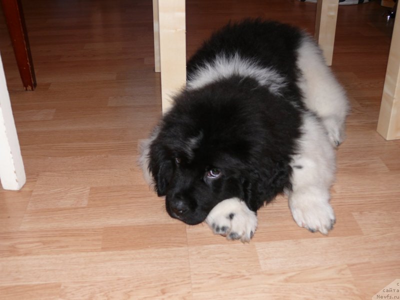 Фото: ньюфаундленд Аквиан Сонг Кроун Роял