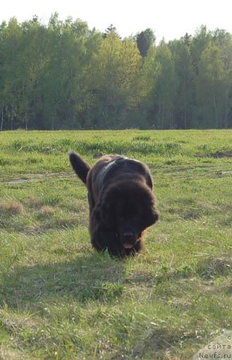 Фото: ньюфаундленд Сент Джонс Орфей