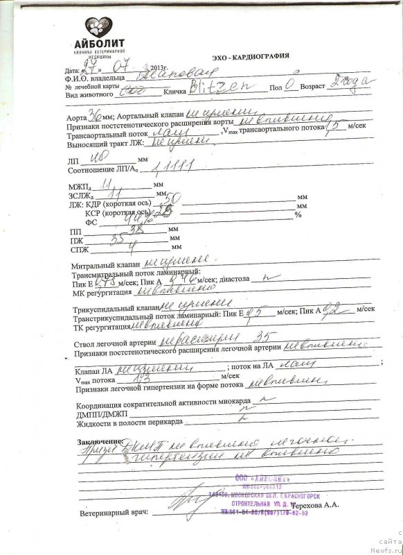 Фото: ньюфаундленд Callistos Blitzen