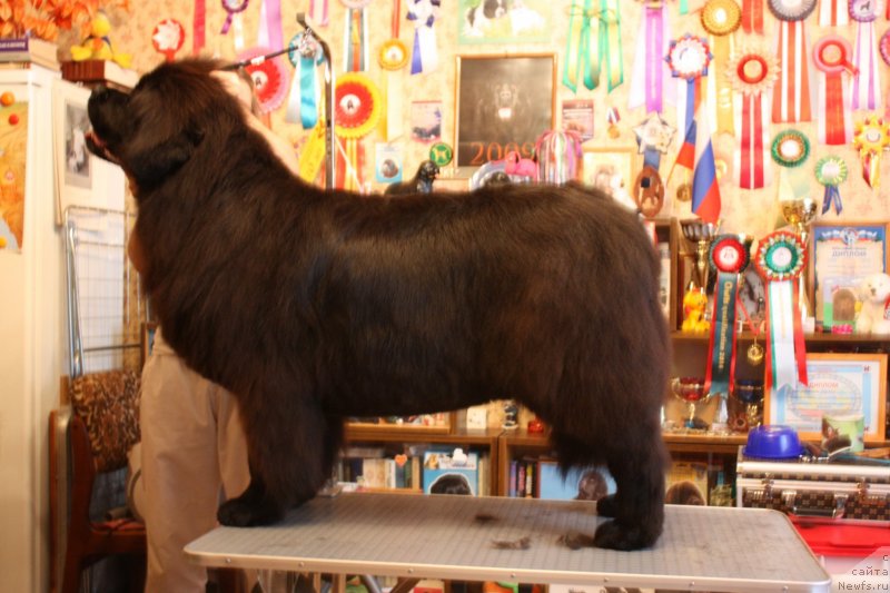 Фото: ньюфаундленд Чанси из Золотого Треугольника