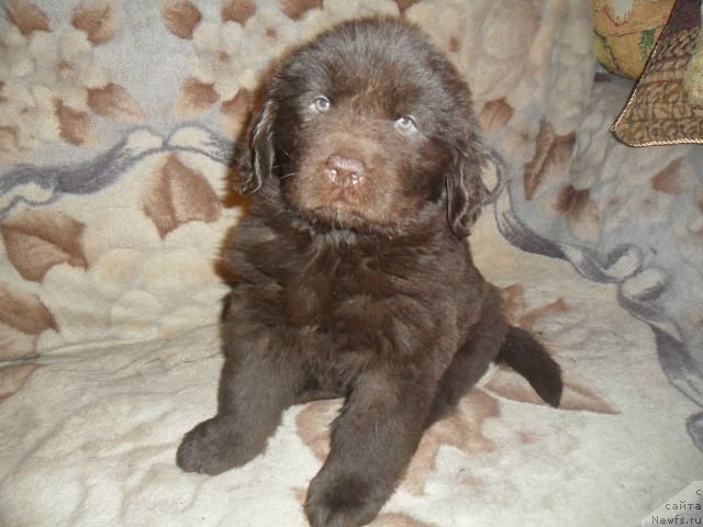 Фото: ньюфаундленд Ньюфорт Перис Хилтон