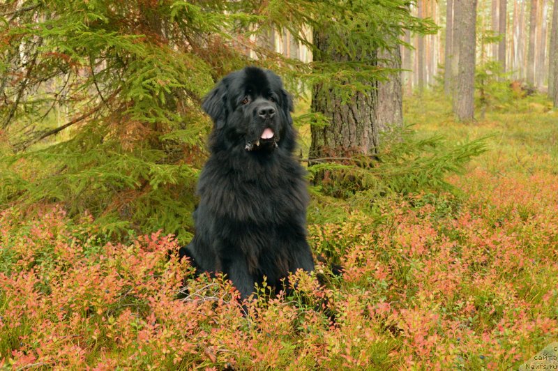 Фотография № 135518