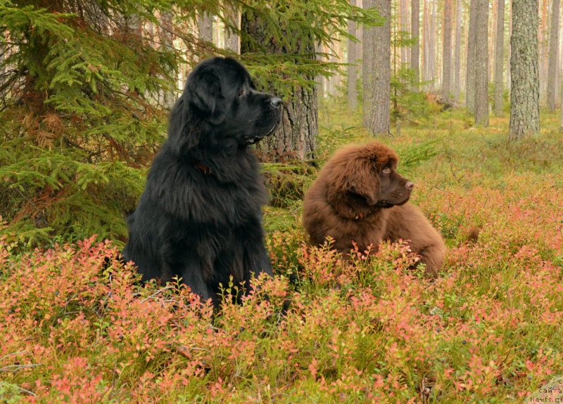 Фото: ньюфаундленд Акватория Келвин Кадриль (Aquatoriya Kelvin Kadril), Санечка