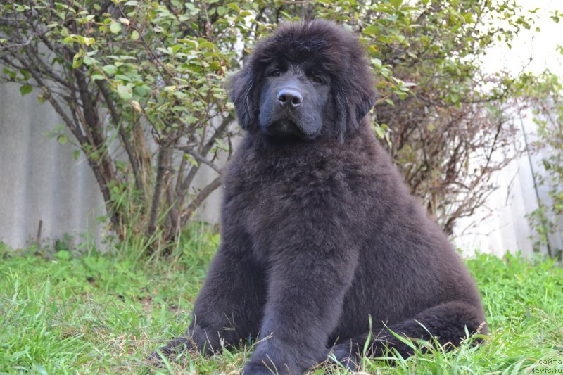 Фото: ньюфаундленд Талисман Моря Магия Волн