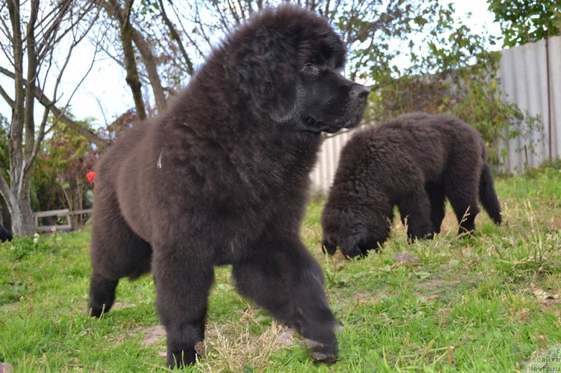 Фото: ньюфаундленд Талисман Моря Магия Волн