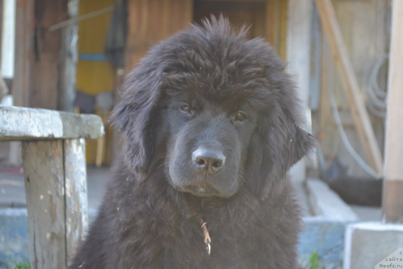 Фото: ньюфаундленд Талисман Моря Магия Волн