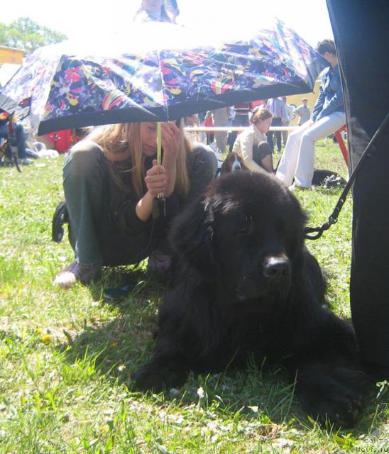 Фото: ньюфаундленд Арманьяк Души Моей