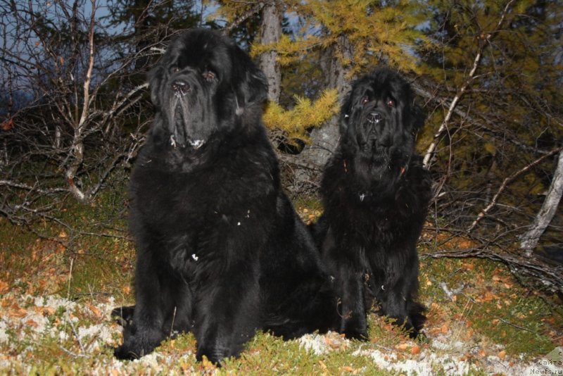 Фото: ньюфаундленд Бегущая по Волнам Зеро Коол, ньюфаундленд Fortuna of Giant's Island