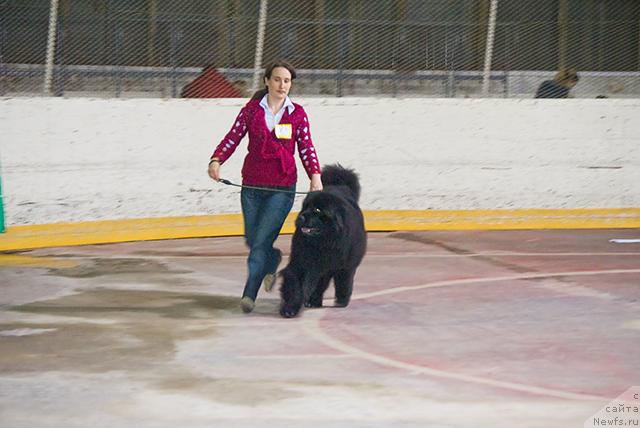 Фото: Надежда Момот, ньюфаундленд Юган с Тоянова Городка (Ygan s Toyanova Gorodka)