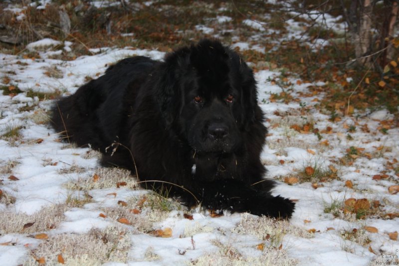 Фотография № 135540