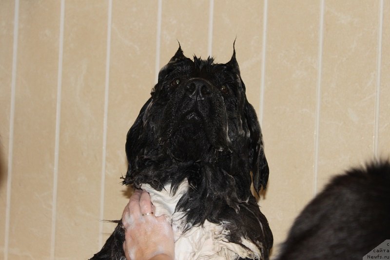 Фото: ньюфаундленд Искушение Моей Души (Iskushenie Moey Dushi)