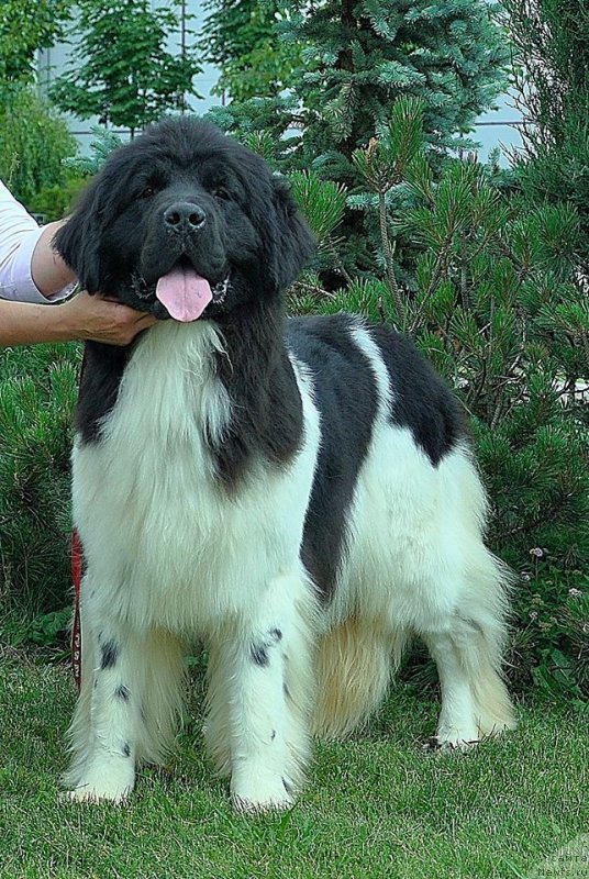 Фото: ньюфаундленд Callistos Resolution