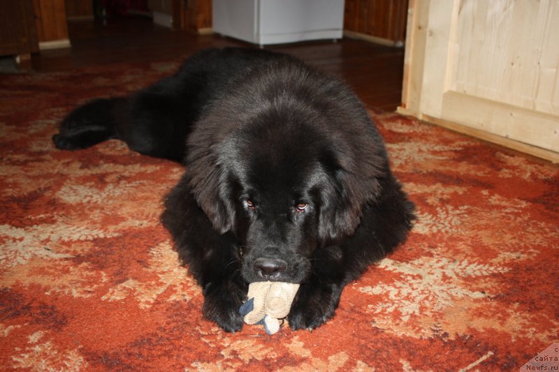 Фотография № 135546