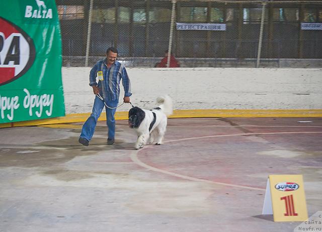 Фото: Сергей Селезнев, ньюфаундленд Супер Бизон Батон