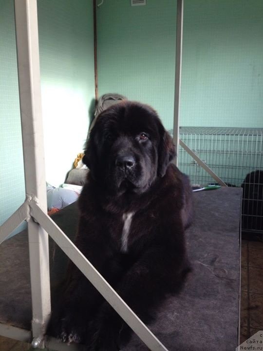 Фото: ньюфаундленд Дак Прайд Верту (Dark Pride Vertu)