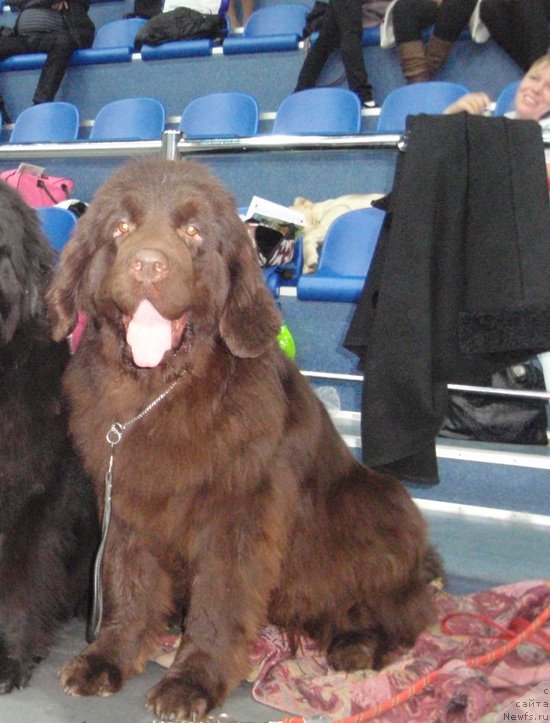 Фото: ньюфаундленд Ньюфорт Перис Хилтон