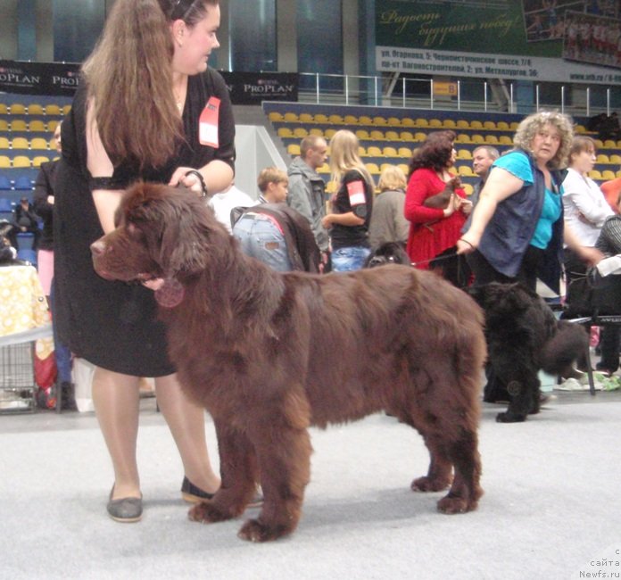 Фото: ньюфаундленд Ньюфорт Перис Хилтон, Екатерина Жиронкина