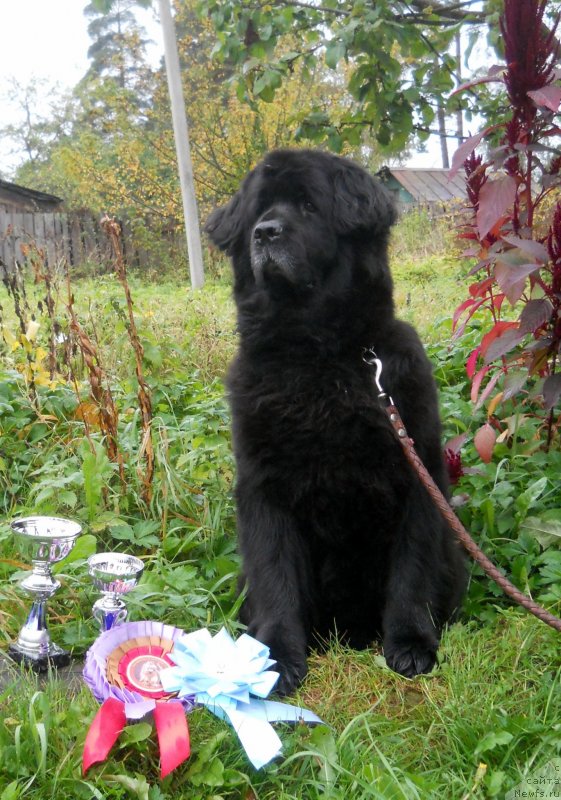 Фотография № 135556