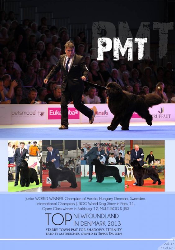 Фото: ньюфаундленд P.M.T. Starry Town for Shadows Eternity