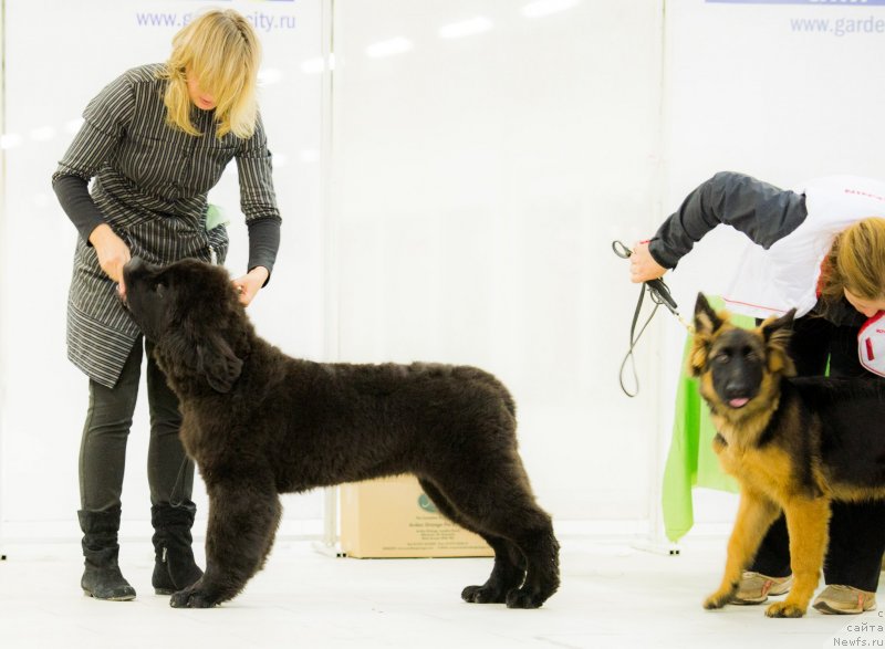 Фото: ньюфаундленд Смигар Ливерпульский Четвертак (Smigar Liverpulsiy Chetvertak)