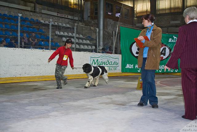 Фото: ньюфаундленд Веснушка на Счастье (Vesnushka na Shastie)