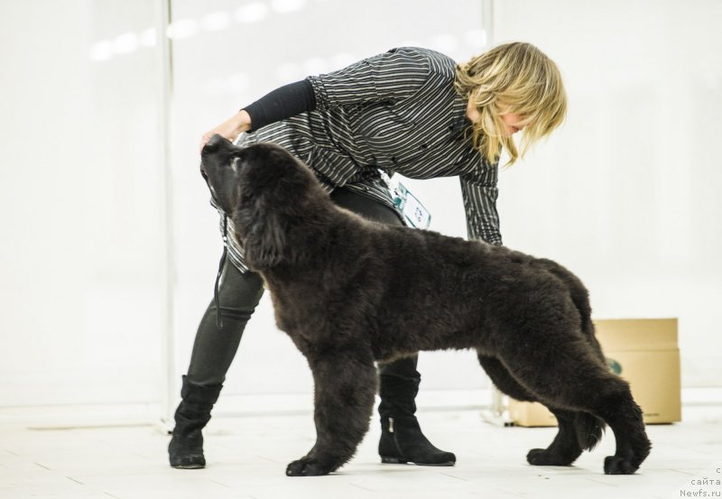 Фото: ньюфаундленд Смигар Ливерпульский Четвертак (Smigar Liverpulsiy Chetvertak)