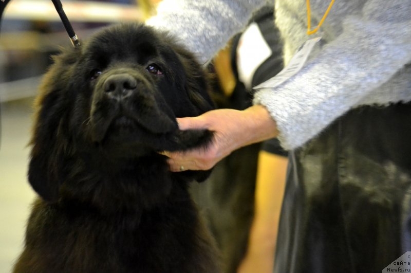 Фото: ньюфаундленд Вавилония Бест