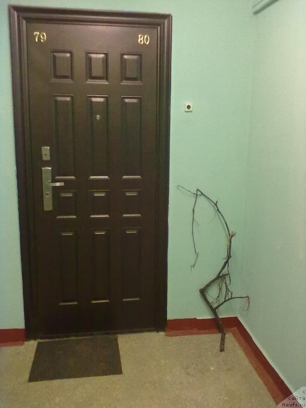 Фотография № 135575