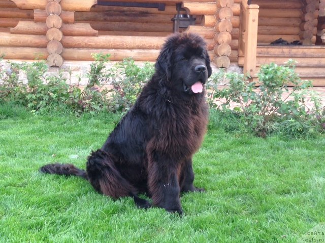 Фото: ньюфаундленд Deep Love I'm Sensation