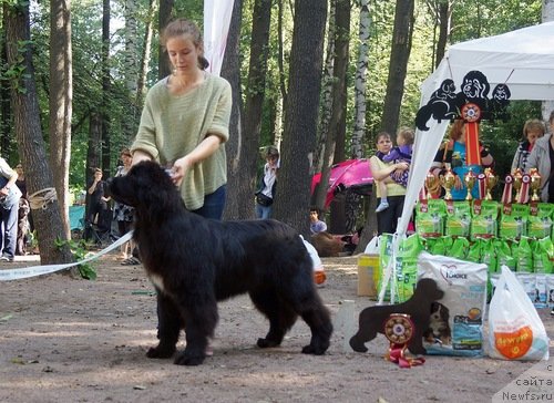 Фото: ньюфаундленд Флюфи Аваланч Ябба-Дабба-Доо (Fluffy Avalanch Yabba-Dabba-Doo)