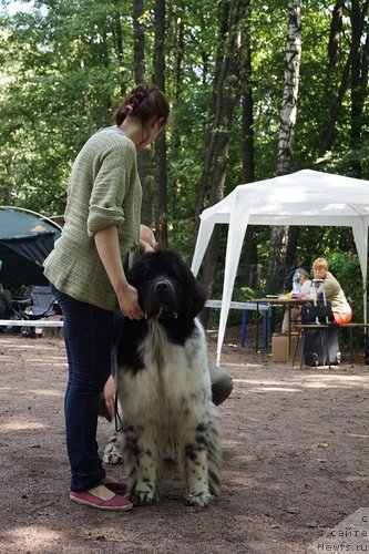 Фото: ньюфаундленд Флюфи Аваланч Смалл Стар Вилл Оутшине Алл (Fluffy Avalancn Small Star Will Outshine All)