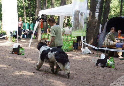 Фото: ньюфаундленд Флюфи Аваланч Смалл Стар Вилл Оутшине Алл (Fluffy Avalancn Small Star Will Outshine All)
