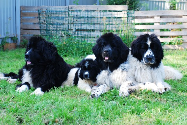 Фото: ньюфаундленд Флюфи Аваланч Смалл Стар Вилл Оутшине Алл (Fluffy Avalancn Small Star Will Outshine All), ньюфаундленд Флюфи Аваланч Сатисфастион оф Май Амбитионс (Fluffy Avalanche Satisfaction of My Ambitions), ньюфаундленд Акватория Келвин Онли Лав (Aquatoriya Kelvin Only Love), ньюфаундленд Флюфи Аваланч Но Соонер Саид Тхен Доне (Fluffy Avalanche No Sooner Said Than Done)