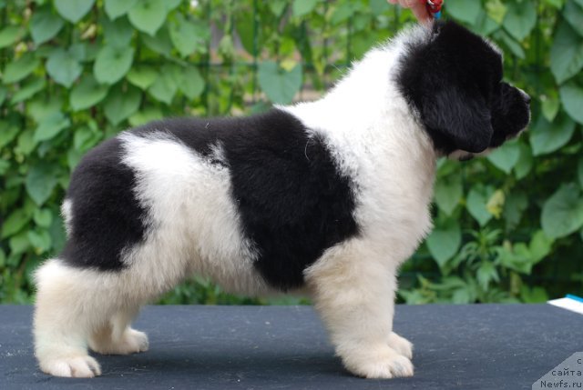 Фото: ньюфаундленд Флюфи Аваланч Но Соонер Саид Тхен Доне (Fluffy Avalanche No Sooner Said Than Done)