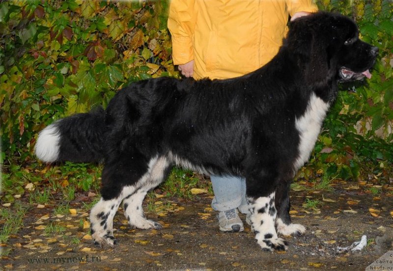 Фотография № 135588