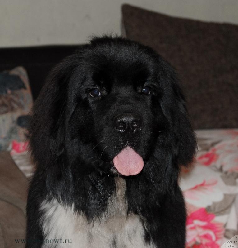 Фото: ньюфаундленд Сент Джонс Гриффин Глориус