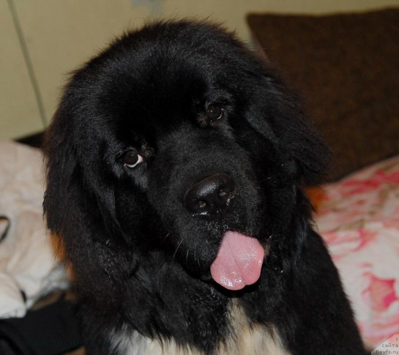 Фото: ньюфаундленд Сент Джонс Гриффин Глориус