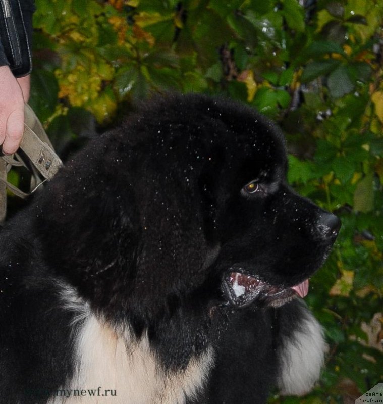 Фотография № 135591