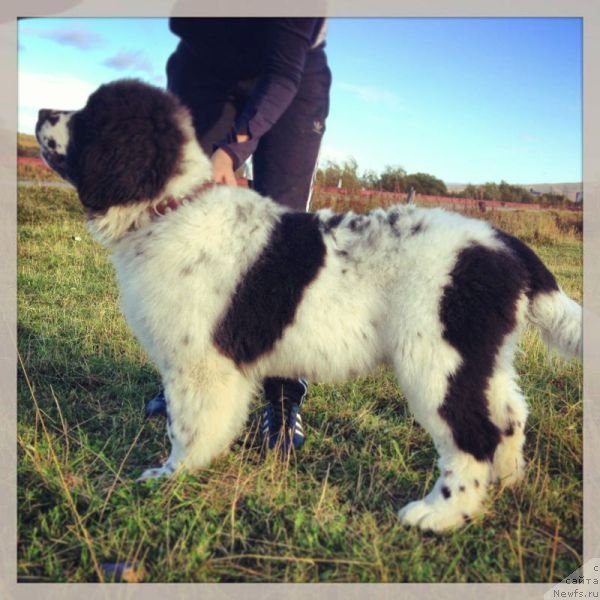 Фото: ньюфаундленд Сент Джонс Емперор Люникс