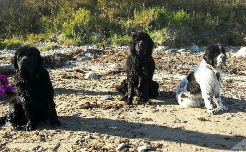 Фото: ньюфаундленд Супер Премиум Египетская Ночь, ньюфаундленд Честолюбивая Чик с Берега Дона (Chistolybivaya Chic s Berega Dona), ньюфаундленд Сент Джонс Емперор Люникс