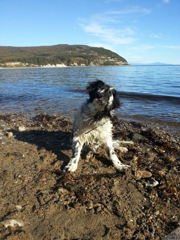 Фото: ньюфаундленд Сент Джонс Емперор Люникс