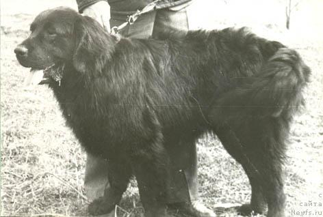 Фото: ньюфаундленд Ирбис Мацони