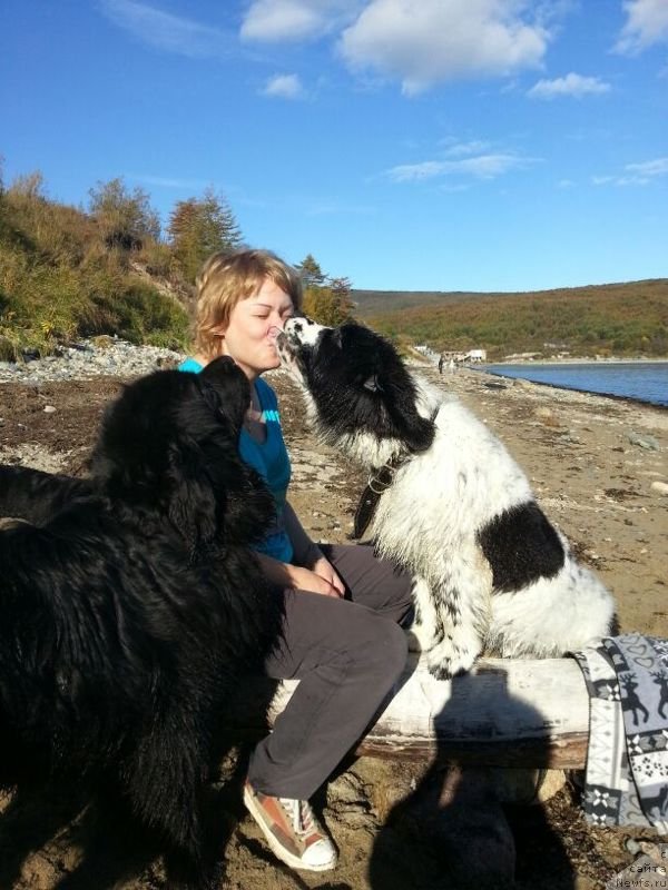 Фото: ньюфаундленд Сент Джонс Емперор Люникс