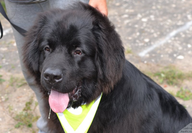 Фото: ньюфаундленд Цезарь Благородный