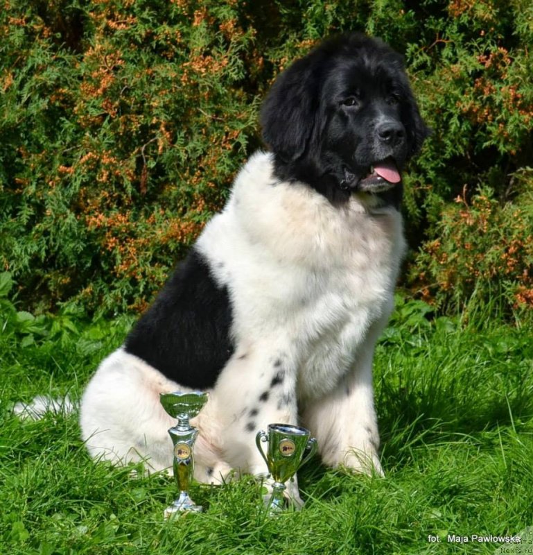 Фото: ньюфаундленд Черная Мафия Зебра Тиме (Chernaya Mafia Zebra Time)